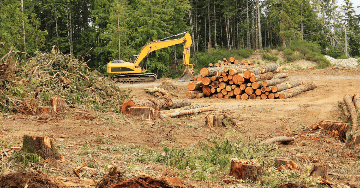 long term impact of deforestation