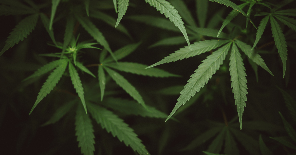 Cannabis Sector