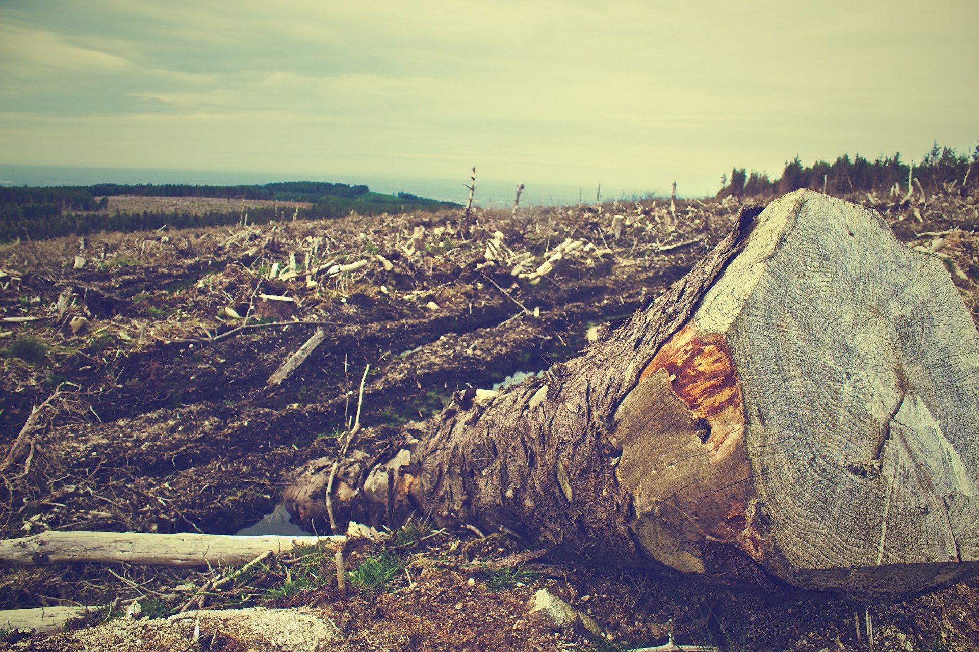 What is going to be the long term impact of deforestation?
