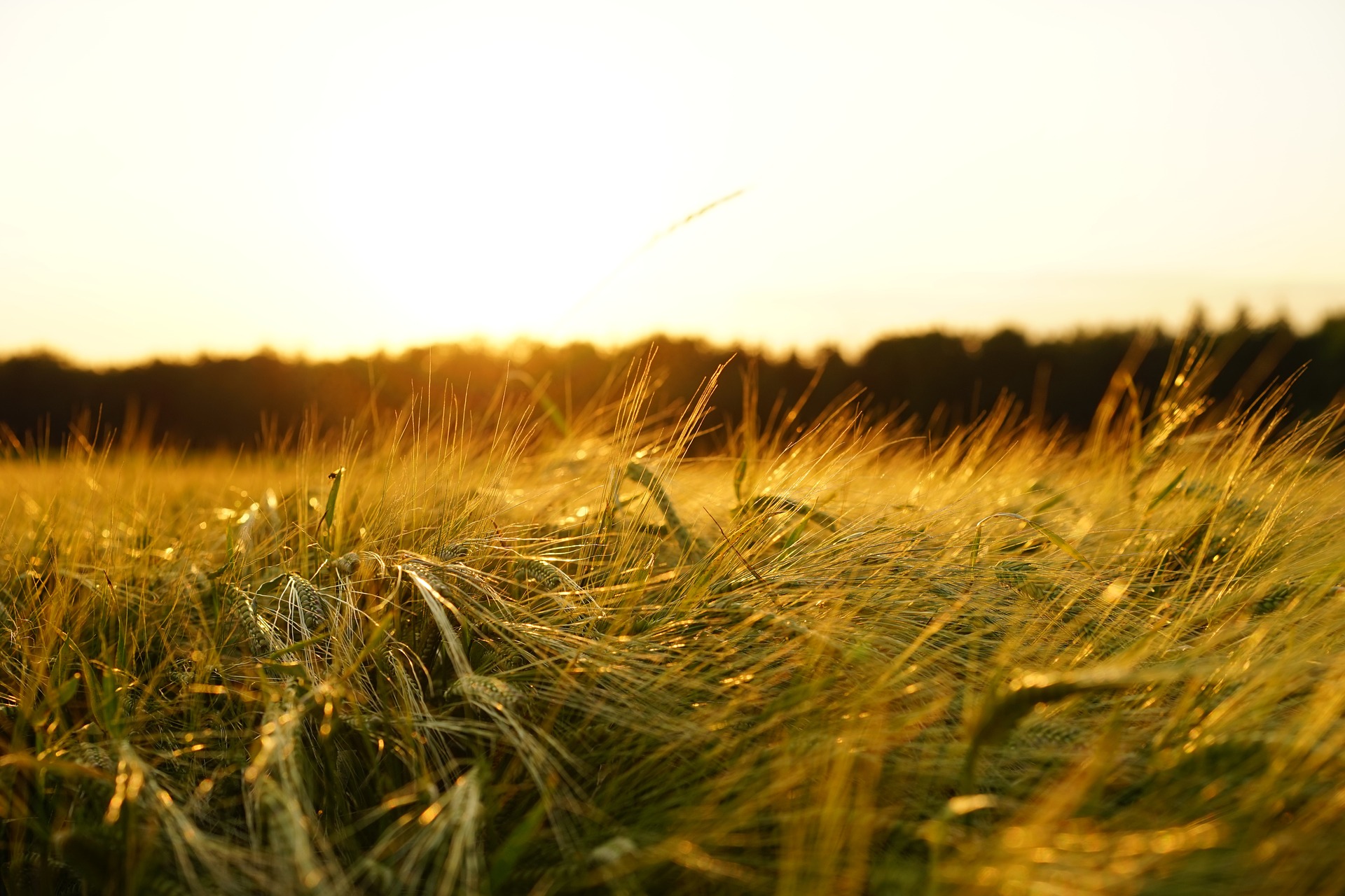 Will Select Harvests continue to head north?
