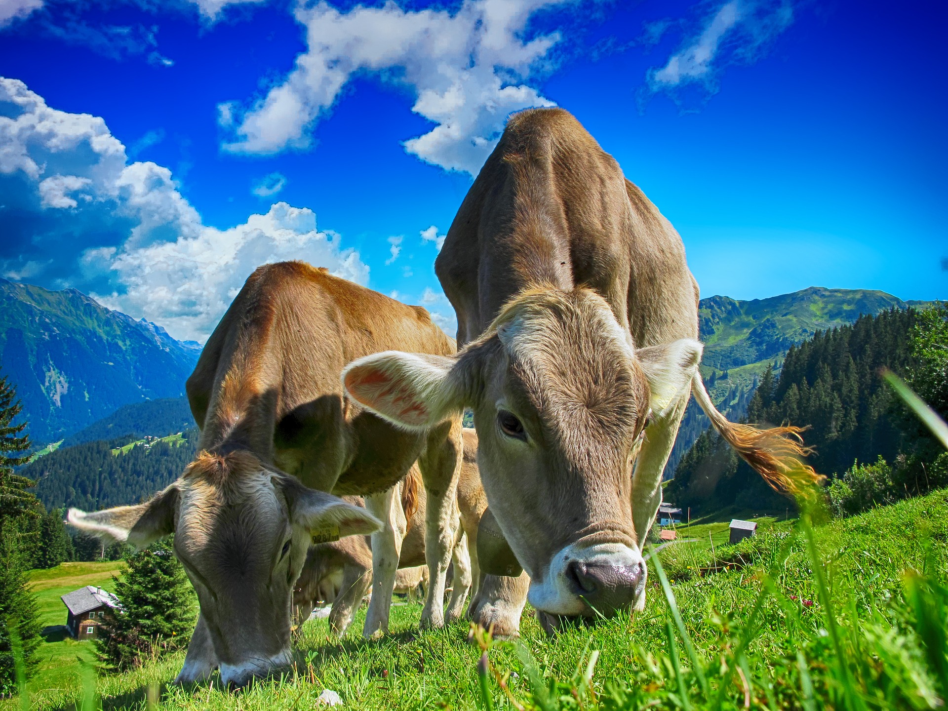 Does Bega Cheese represent a good value at an all-time high?
