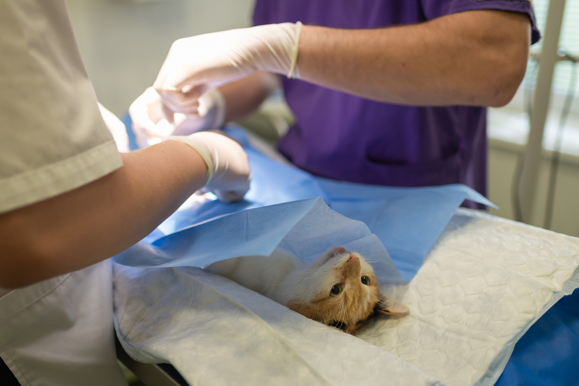 Is growth by acquisition of National Veterinary Care Ltd™s core strategy?