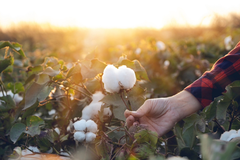 Namoi Cotton Limited, strengthening the balance sheet